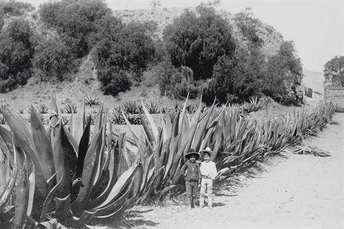 Children and Cacti, 1898 - Historic Collection