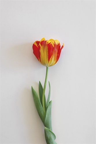 Tulip Flame - Solo - Sarah Hart Morgan