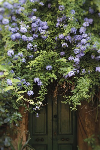 Hidden Blooms - Carina Okula