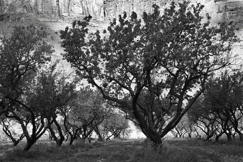 Orchard Trees - Jay Wesler