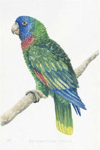 Red Necked Amazon Dominica - Hilary Armstrong