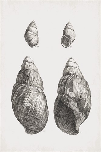Collected Shells - Quartet - The Vintage Collection