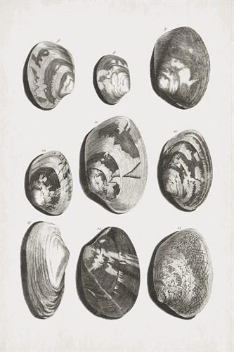 Collected Shells - Gather - The Vintage Collection