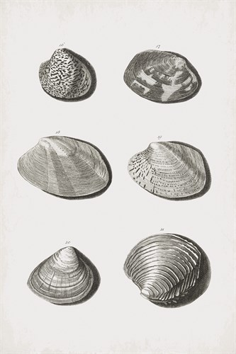 Collected Shells - Hexadic - The Vintage Collection