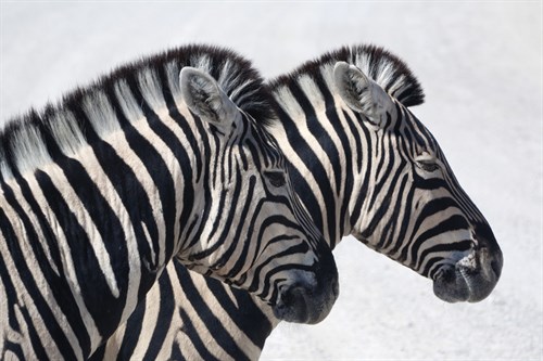 Striped Duet - Niels van Gijn
