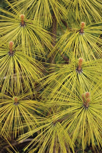 Nature Focus - Crisp - Bill Philip