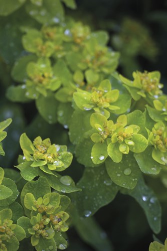 Nature Focus - Fresh - Bill Philip