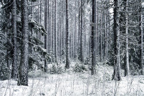 Theatrical Cold - Andreas Stridsberg