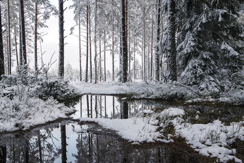 Frozen Calm - Andreas Stridsberg