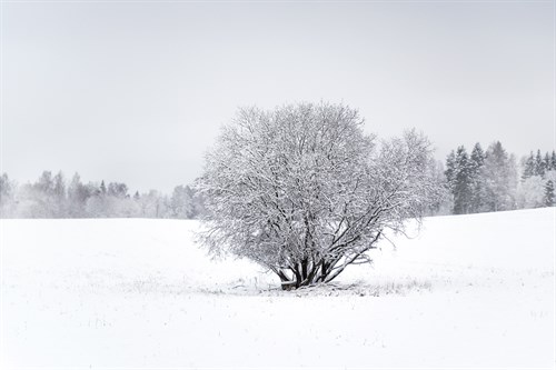 Frosted Solitude - Andreas Stridsberg