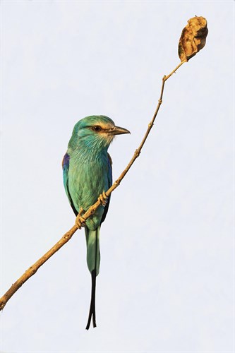 Jewelled Perch - Nigel Pavitt