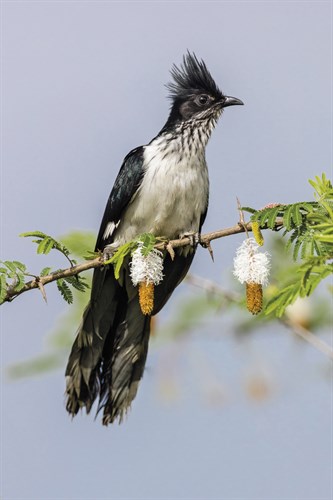 Watchful Wait - Nigel Pavitt