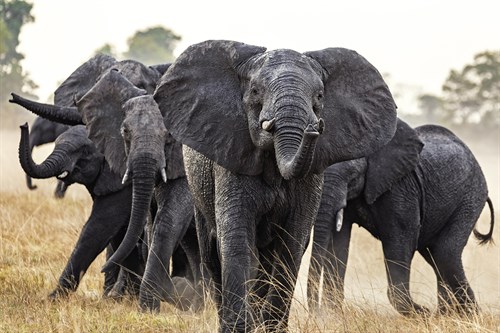 Joyful Herd - Nigel Pavitt