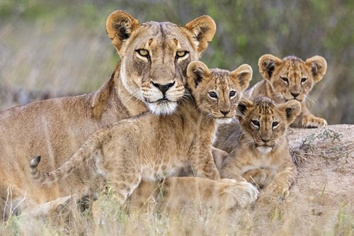Family Together - Nigel Pavitt