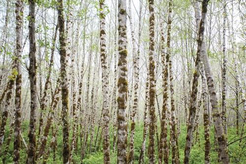 Forest Thicket - Andrew Geiger