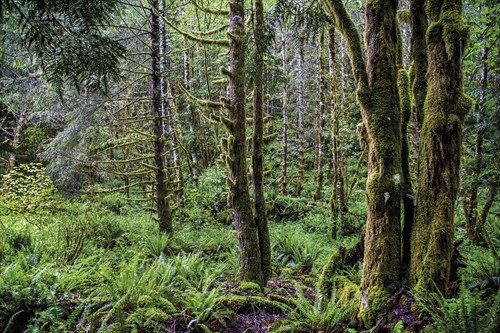 Forest Life - Andrew Geiger