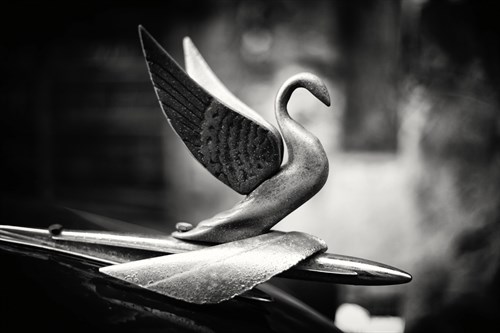 Silvery Swan - Lee Frost