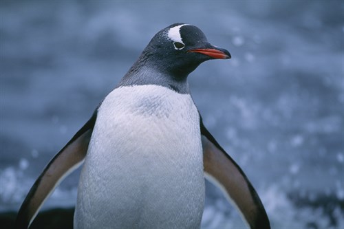 Seabird Approach - Staffan Widstrand