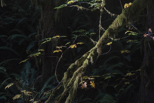Forest Wonder - Andrew Geiger