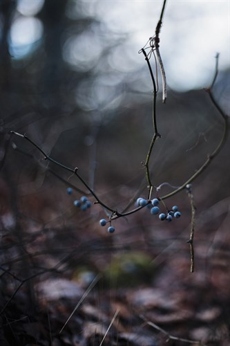Winter Walks - Berry - Sarah Hart Morgan