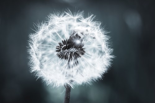 Field of Wishes - Andreas Stridsberg