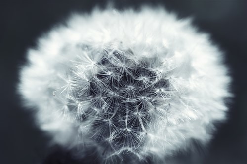 Make a Wish - Andreas Stridsberg