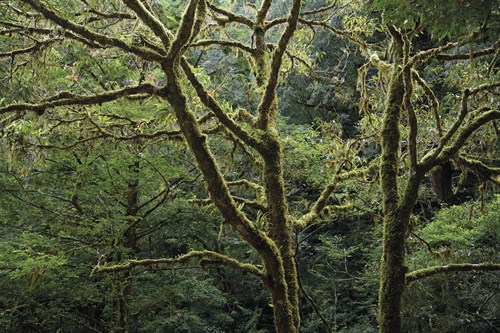 Forest Lush - Wild Wonders of China