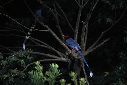 Magpie Duet - Wild Wonders of China