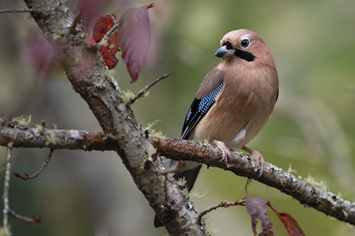 Contemplation Perch - Wild Wonders of China