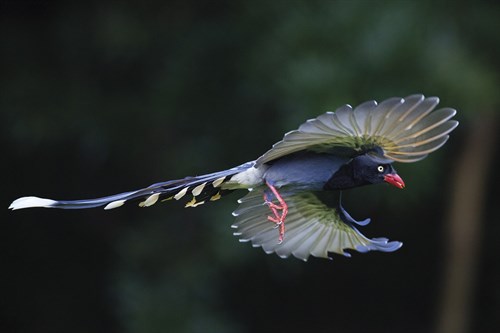 Magpie Soar - Wild Wonders of China