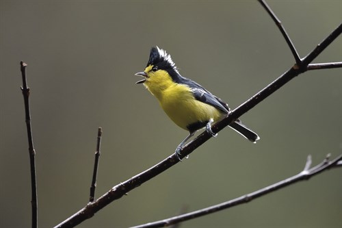 Beautiful Song - Wild Wonders of China