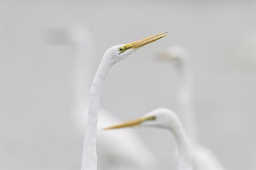Elegant Duet - Wild Wonders of China