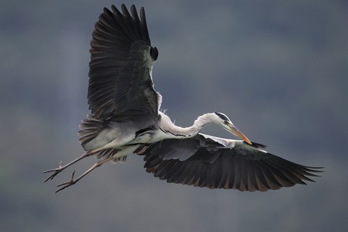 Graceful Heron - Wild Wonders of China