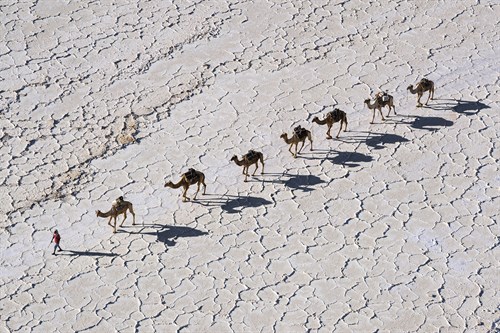 Camel Procession - Nigel Pavitt