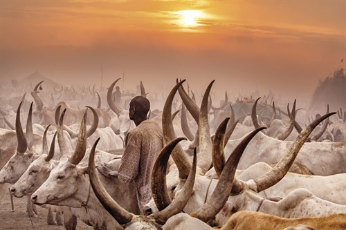 Sunset Cattle - Nigel Pavitt