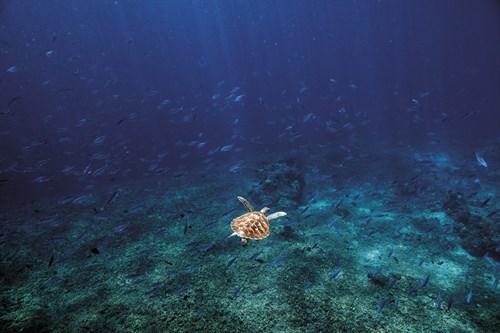 Shoal and Turtle - Nathan Secker