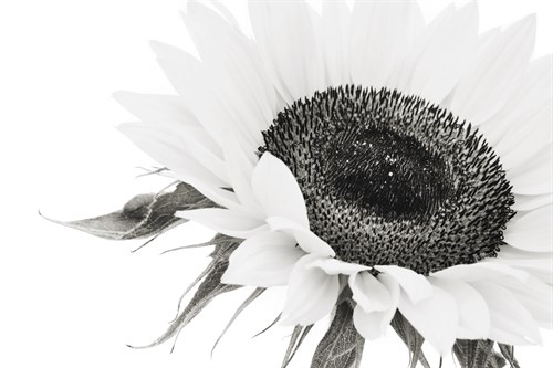Sunflower Noir - Close - James Guilliam
