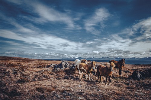 Horse Party - Andrew Geiger