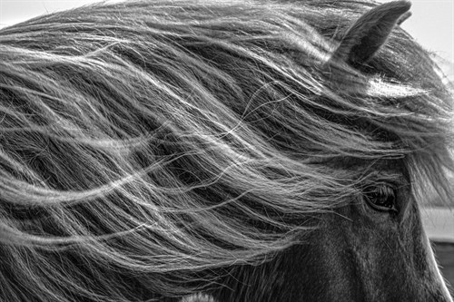 Majestic Mane - Andrew Geiger
