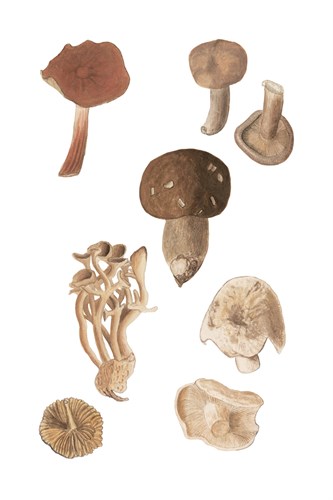 Foraged Fungi - The Vintage Collection