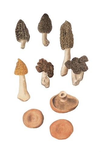 Forest Fungi - The Vintage Collection