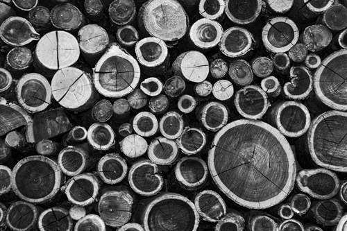 Timber Cache - Michael Banks