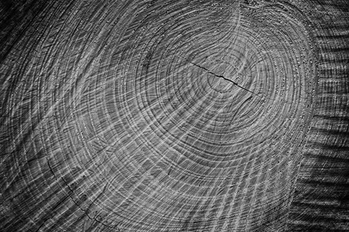 Timber Rings - Michael Banks