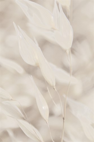 Floral Pods - Indistinct - Michael Banks