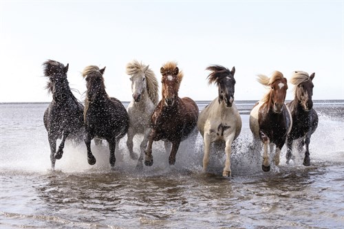 Stampede Splash - Tim Mannakee