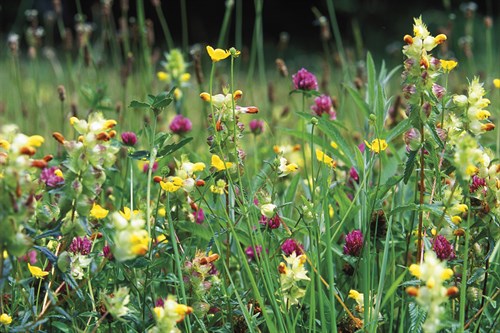 Wild Flower Meadow - John Warburton Lee