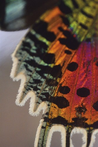 Papilio Focus - Drift - Michael Banks