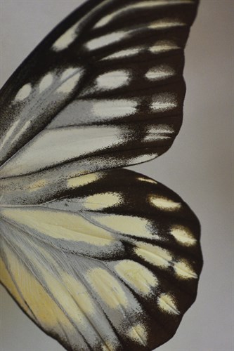 Papilio Focus - Ebb - Michael Banks