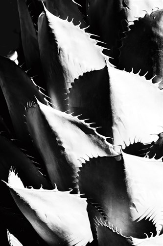 Bold Cactus - Grow - Paige Craig