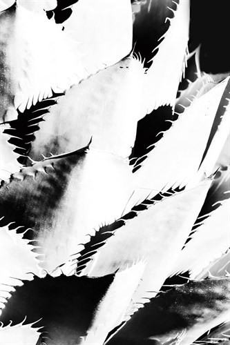 Bold Cactus - Wild - Paige Craig